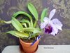 Lc. Dinard ‘Blue Heaven'